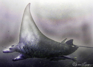 Giant Manta/Photographed at Bora Bora. by Laurie Slawson 